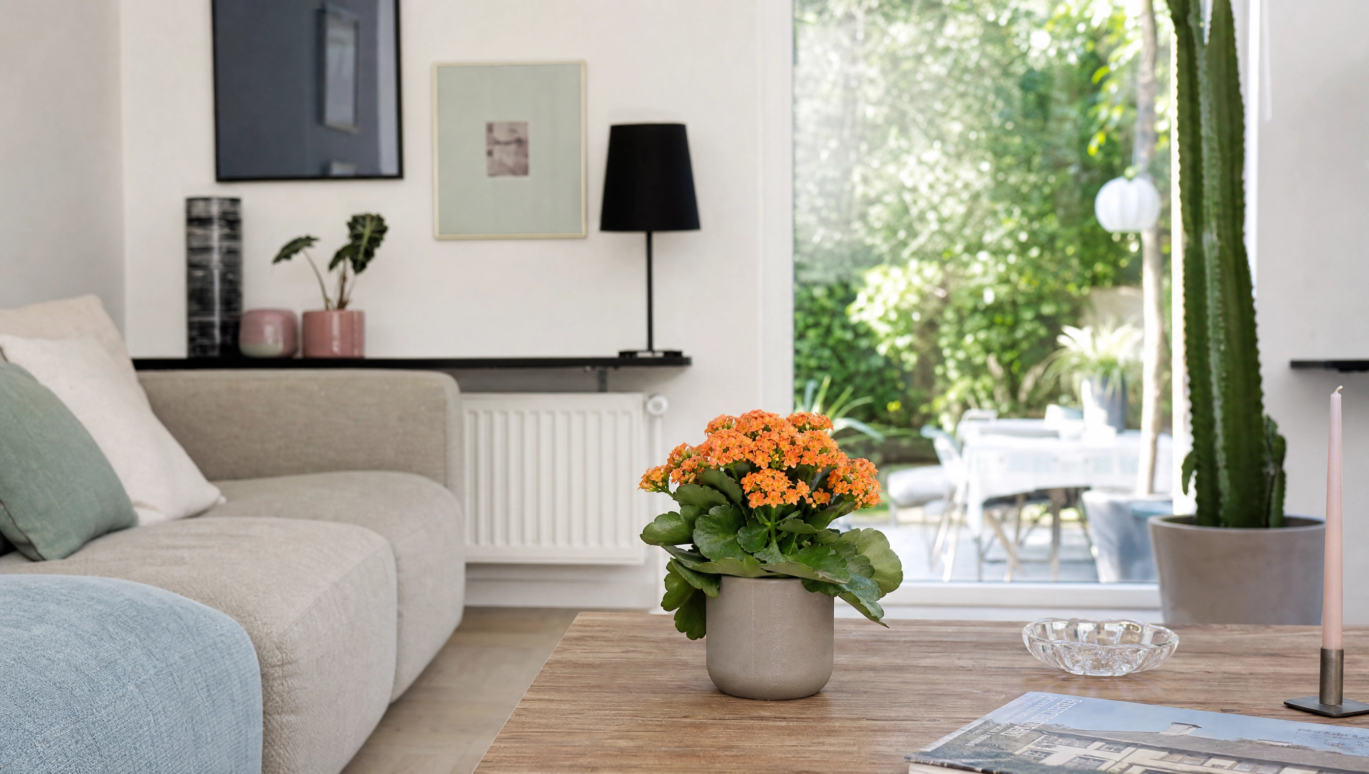 Calanchoe